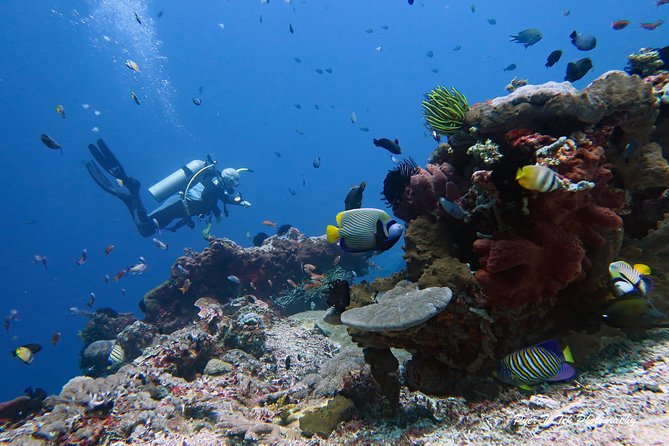 Nusa Penida Day Trip for 3 dives - What you might see below the surface
