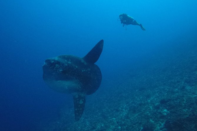 Nusa Penida Day Trip for 3 dives - Why Nitrox users get good value