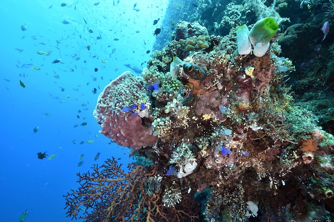 Nusa Penida Day Trip for 3 dives - The experience level you really need