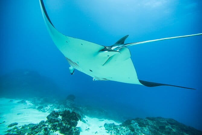 Nusa Penida Private Diving Tour by Speedboat - Manta Point: the main reason to book
