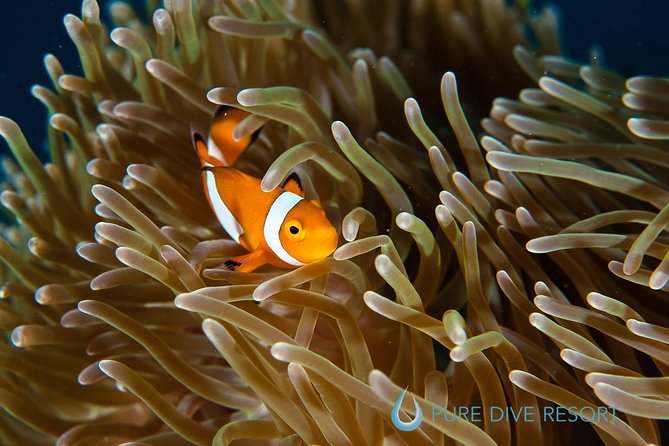 Nusa Penida Three Dives Trip for Certified Divers - A 7 a.m. start from Ped