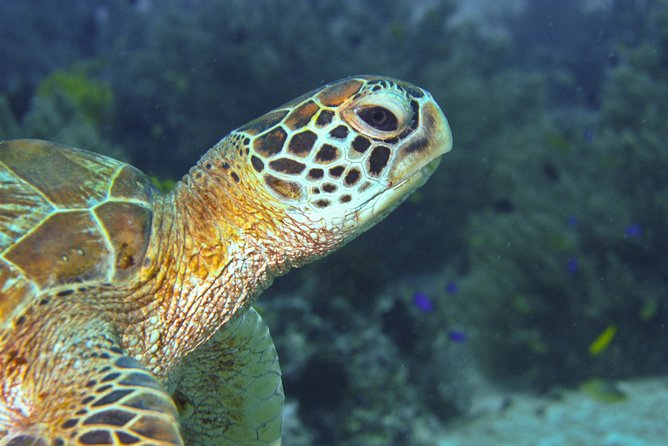 Nusa Penida Three Dives Trip for Certified Divers - Why the small groups matter