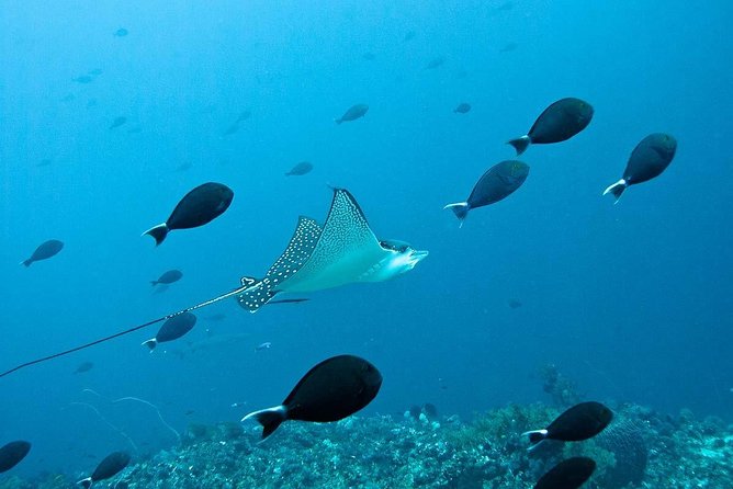 Nusa Penida Try Scuba Diving Program - for Non-Certified Divers - The 10:30 start at Pure Dive Resort