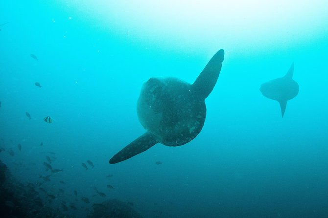 Nusa Penida Two Dives Trip for Certified Divers - Manta Point and the chance to see rays