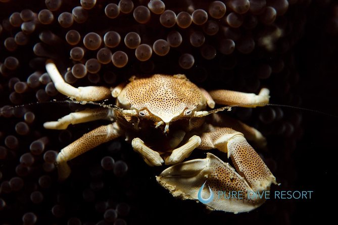 Nusa Penida Two Dives Trip for Certified Divers - East Penida for coral and smaller details