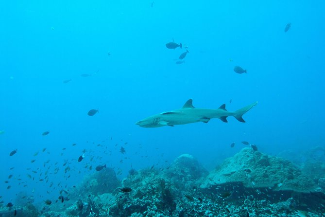 Nusa Penida Two Dives Trip for Certified Divers - Who will get the most from this trip?