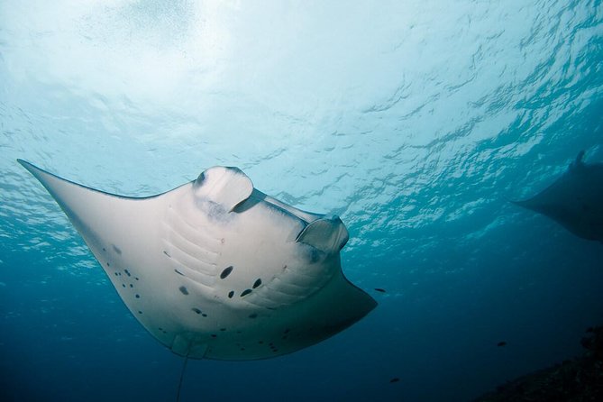 Nusa Penida Two Dives Trip for Certified Divers - A fast ride from Ped to the water