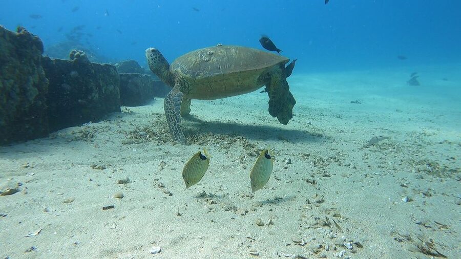 Oahu: Beginner SCUBA Dive at Electric Beach - Carrying the Gear to the Water