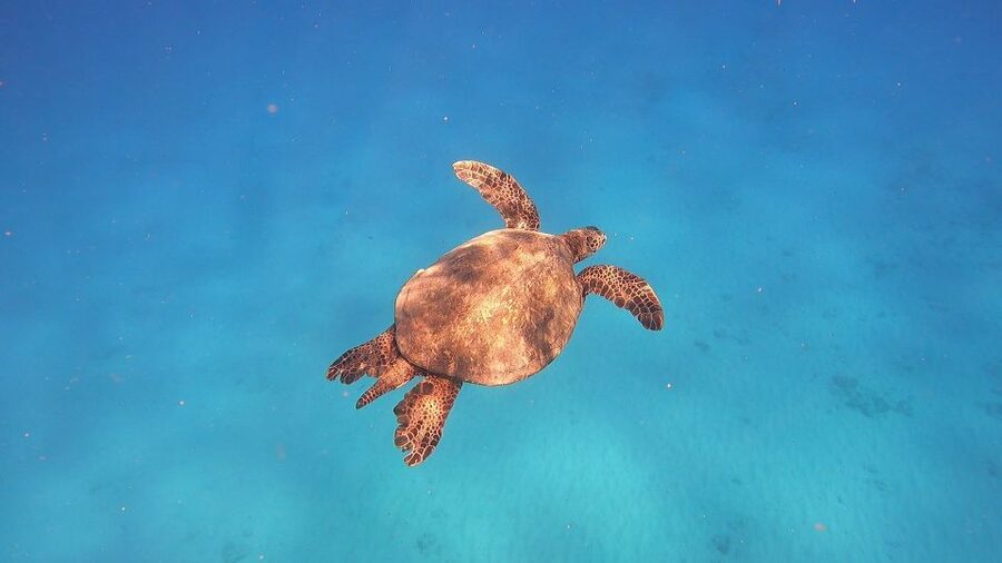 Oahu: Beginner SCUBA Dive at Electric Beach - About One Hour Below the Surface