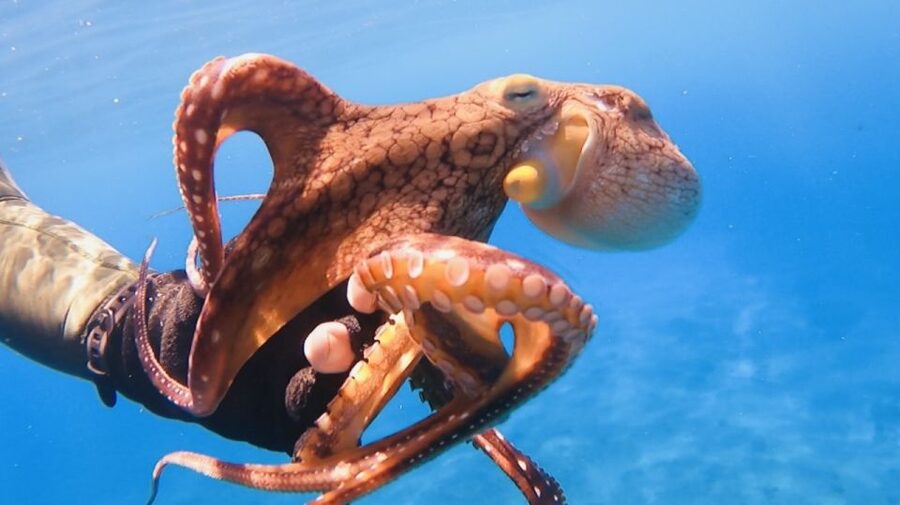 Oahu: Beginner SCUBA Dive at Electric Beach - Marine Life at Electric Beach