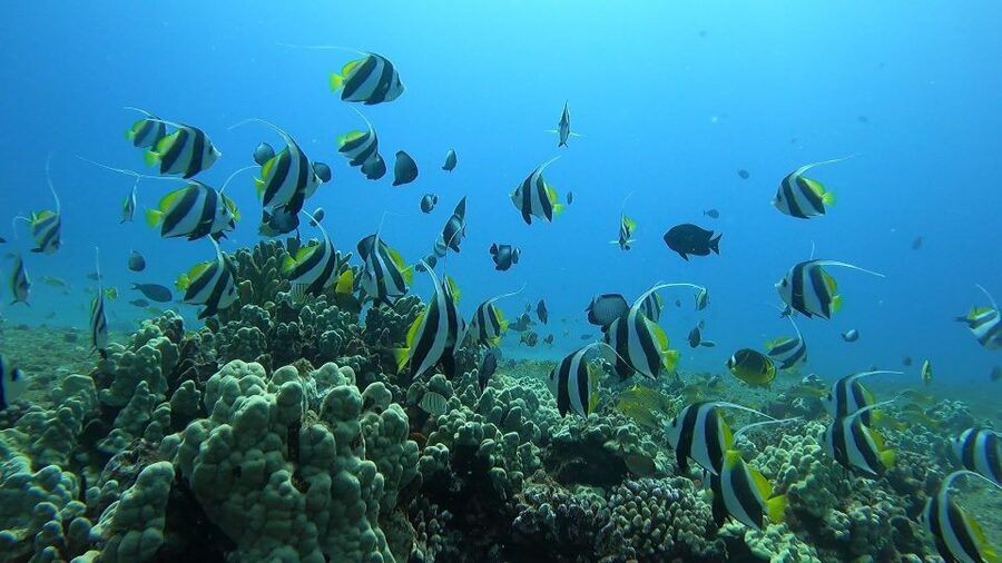 Oahu: Beginner SCUBA Dive at Electric Beach - Is $175 a Good Value?