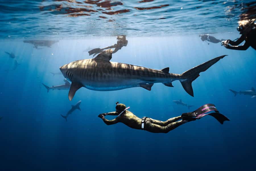 Oahu: Cageless Shark Dive Adventure - Key points to know before booking