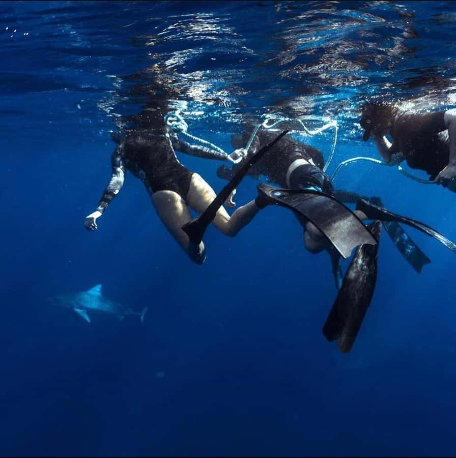 Oahu: Cageless Shark Dive Adventure - Starting in Haleiwa at 66-105 Haleiwa Road