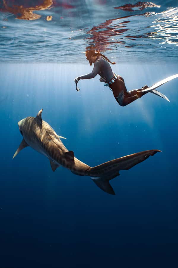 Oahu: Cageless Shark Dive Adventure - Swimming with Galapagos, Sandbar, and Tiger sharks