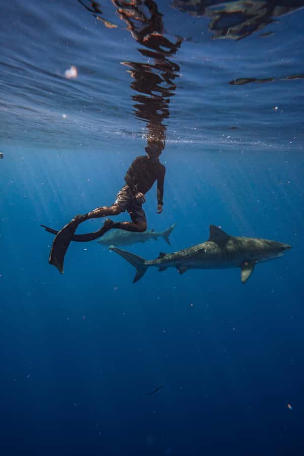 Oahu: Cageless Shark Dive Adventure - More than sharks in the blue water