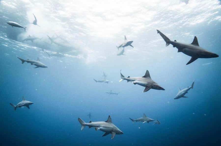 Oahu: Cageless Shark Dive Adventure - A 45-minute guided session in Haleiwa waters