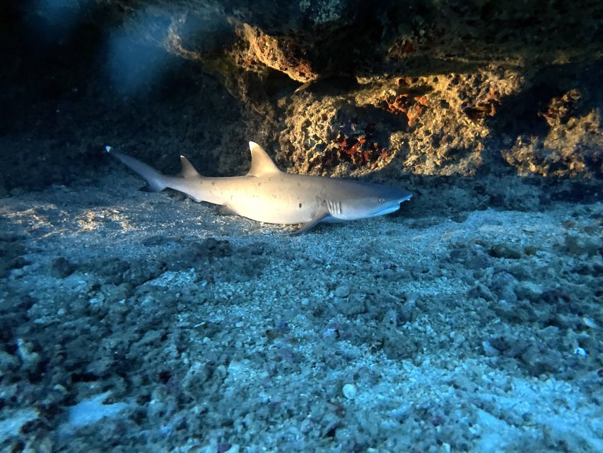 Oahu Night Dive: Adventure for Certified Divers - Key points to know before booking