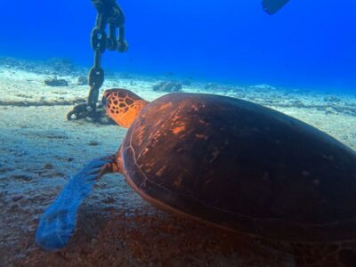 Oahu Night Dive: Adventure for Certified Divers