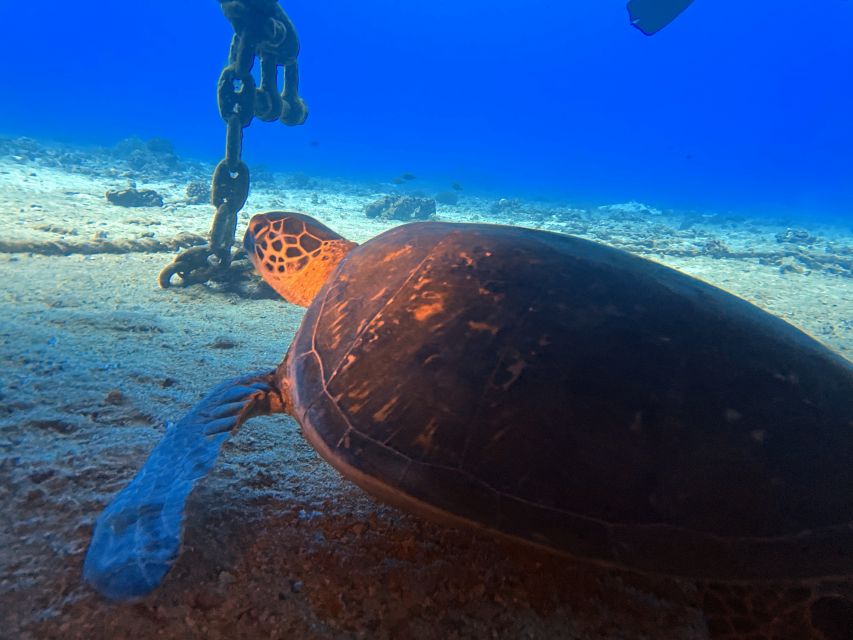 Oahu Night Dive: Adventure for Certified Divers - First session: one hour at twilight