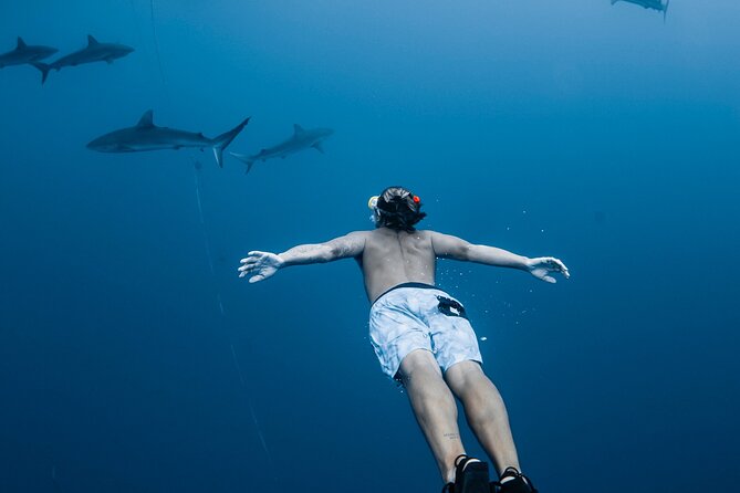 Oahu Open Water Shark Diving Experience - Key Details Before You Book