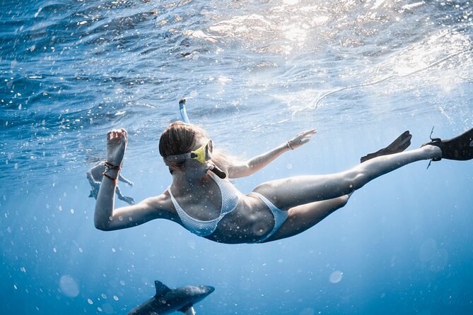 Oahu Open Water Shark Diving Experience - What the $150 Price Covers