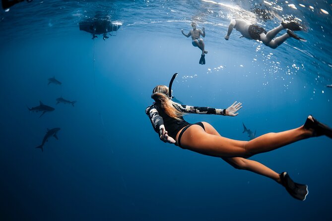 Oahu Open Water Shark Diving Experience - Waimea Bay and the Open-Water Setting