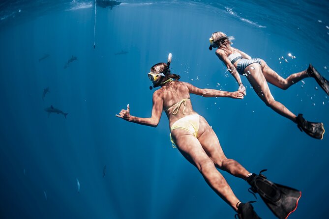 Oahu Open Water Shark Diving Experience - Puaena Point and the Wildlife You Might See