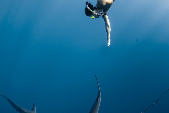 Oahu Open Water Shark Diving Experience - How the Crew Handles Safety and Nerves