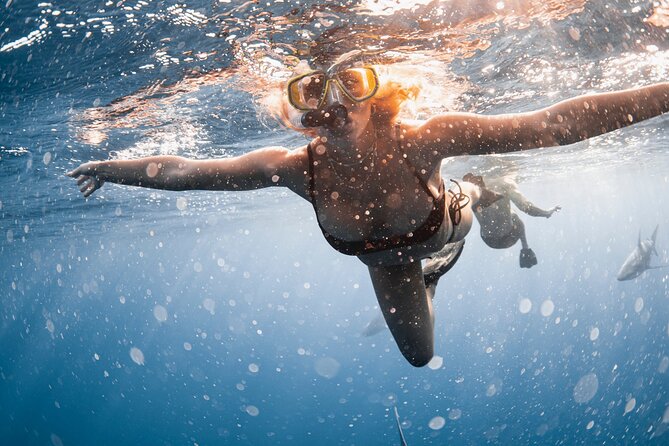 Oahu Open Water Shark Diving Experience - The Conservation Message Matters