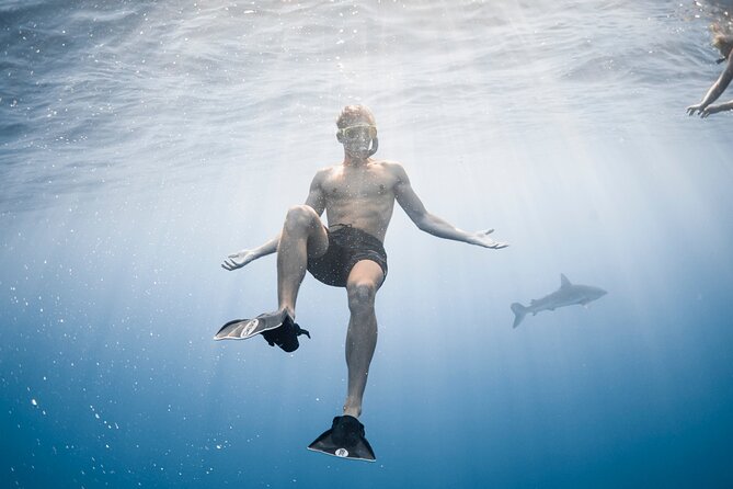 Oahu Open Water Shark Diving Experience - Underwater Photos and What to Bring