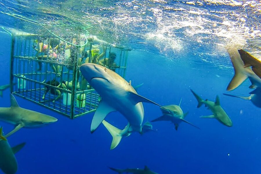 Oahu: Shark Cage Dive on the North Shore - Key points before you book