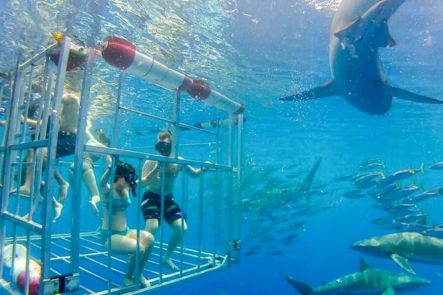 Oahu: Shark Cage Dive on the North Shore - Should you book the North Shore shark cage experience?