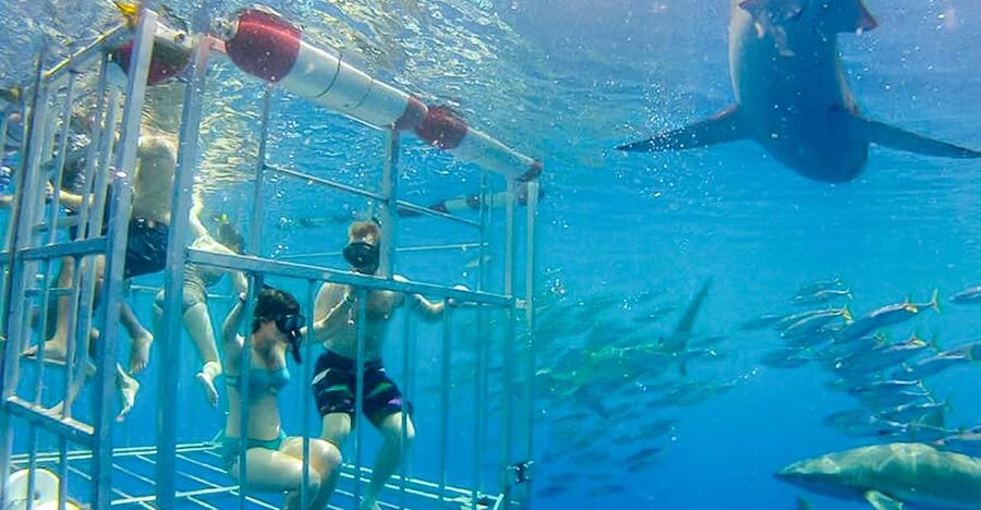 Oahu: Shark Cage Dive on the North Shore - Face to face with Galapagos sharks