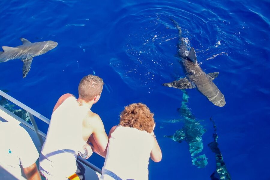 Oahu: Shark Cage Dive on the North Shore - Wildlife beyond the sharks