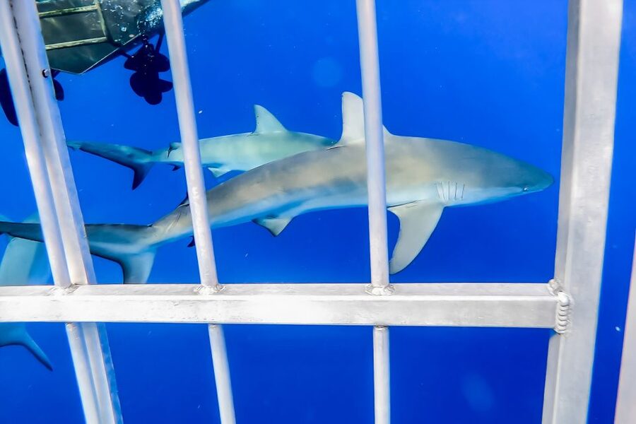 Oahu: Shark Cage Dive on the North Shore - Cameras, photos, and what to bring