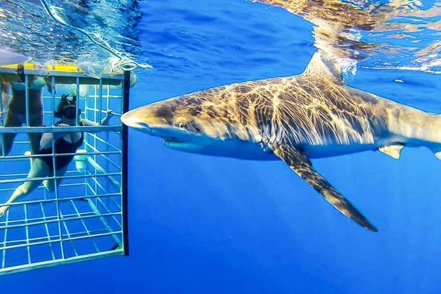 Oahu: Shark Cage Dive on the North Shore - Who will enjoy this most?