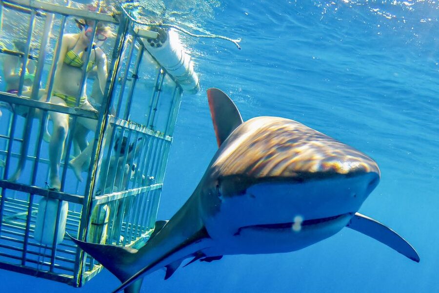 Oahu: Shark Cage Dive on the North Shore - The safety briefing and cage setup