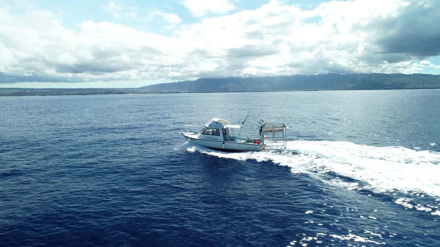 Oahu: Shark Cage Diving Experience - Key points to know before you book