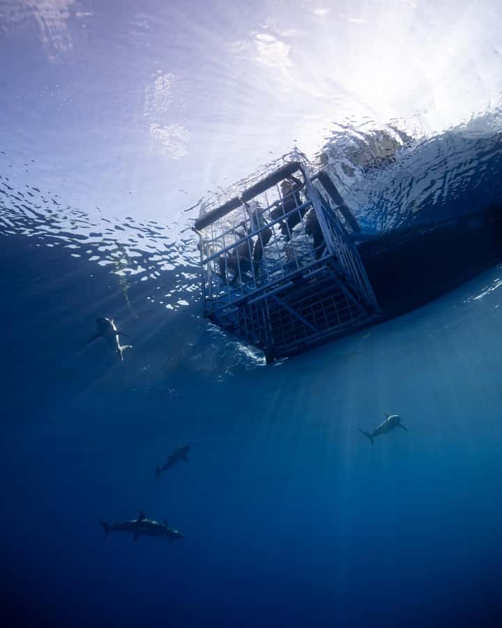 Oahu: Shark Cage Diving Experience - From Haleiwa Harbor to Open Ocean