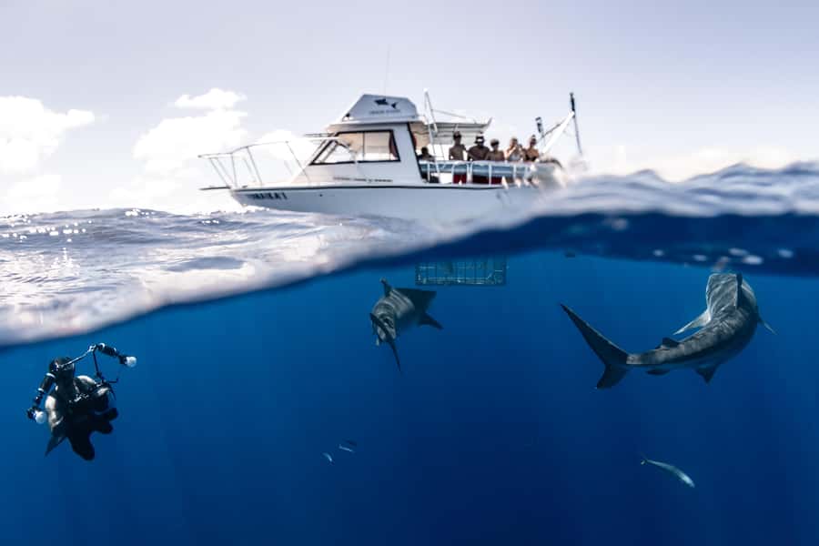 Oahu: Shark Cage Diving Experience - Galapagos and Sandbar Sharks in Their Element