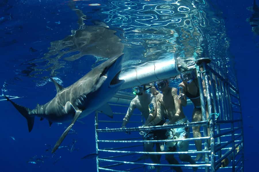 Oahu: Shark Cage Diving Experience - Why the Conservation Message Matters