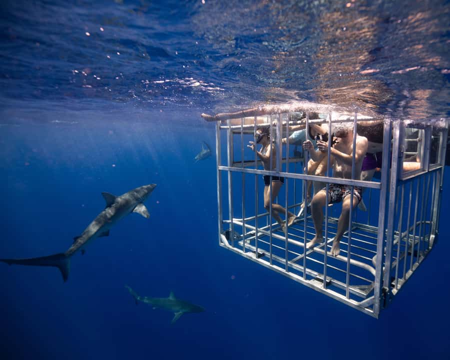 Oahu: Shark Cage Diving Experience - Conditions, Cancellations, and the Open-Sea Tradeoff