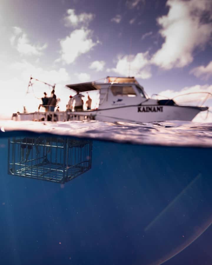 Oahu: Shark Cage Diving Experience - What the Floating Cage Experience Feels Like