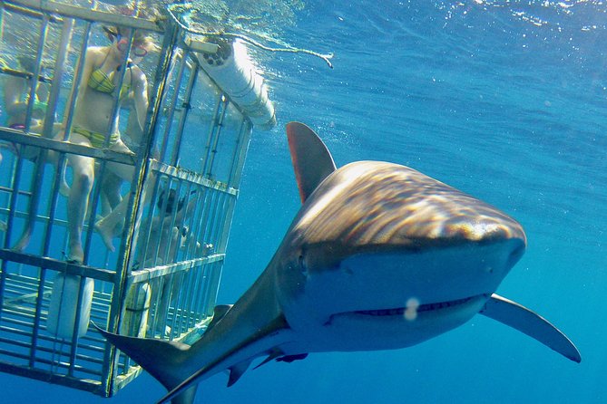 Oahu Shark Dive - Leaving Haleiwa for the open Pacific