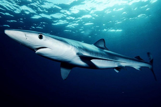 Oahu Shark Dive - Watching from the boat still counts