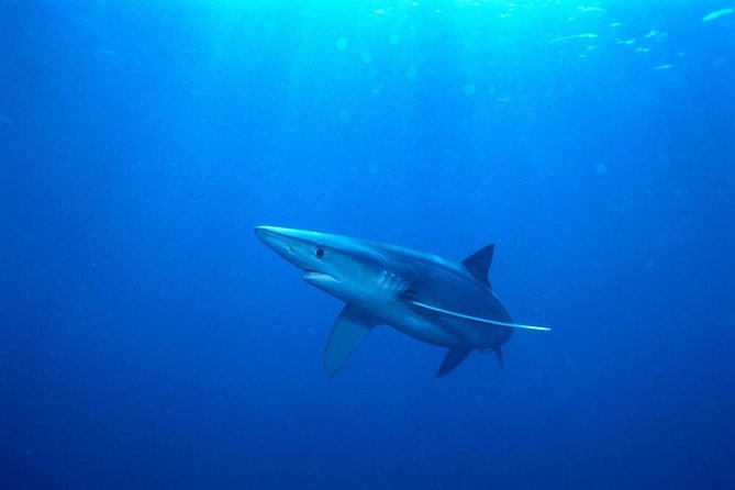 Oahu Shark Dive - Rough water and seasickness: the important warning