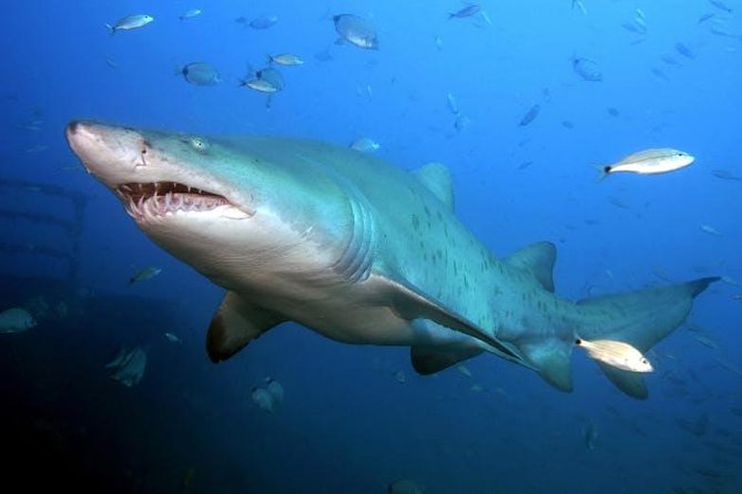 Oahu Shark Dive - What the $99.48 price really includes