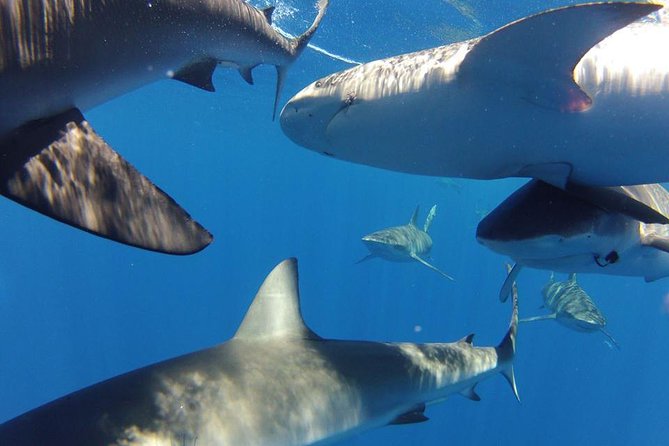 Oahu Shark Dive - The Haleiwa setting adds value