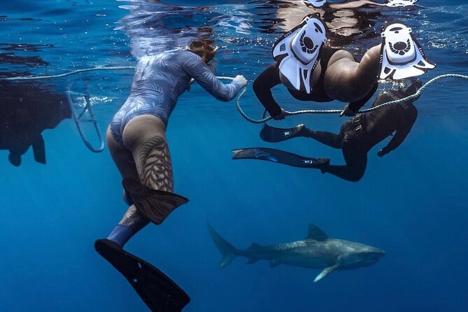 Oahu Shark Dive Educational Tour (No cage) - The key points at a glance