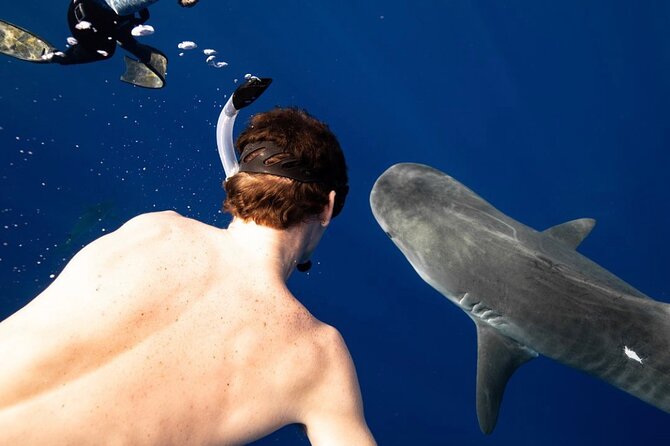 Oahu Shark Dive Educational Tour (No cage) - What you may see beyond sharks